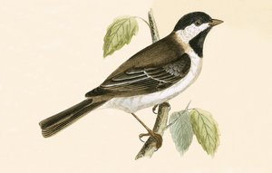 Cinciallegra scura, illustrazione da 