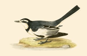 Ballerina scura, illustrazione da 
