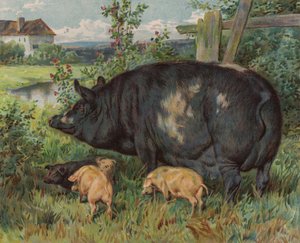 Scrofa e maialini da English School