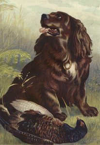 Spaniel e fagiano
