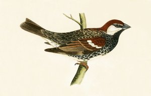 Passero spagnolo, illustrazione da 
