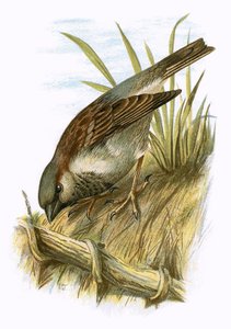 Passero