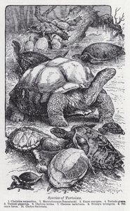 Specie di tartarughe (litografia) da English School