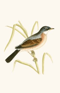 Occhialino, illustrazione da 