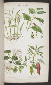 Piante aromatiche, da 