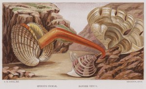 Coccio spinoso, Venere fasciata