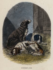 Cani del Cacciatore da English School