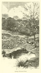 Primavera, Richmond Park