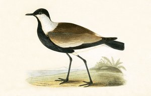 Piviere dalle ali speronate, illustrazione da 