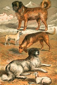 San Bernardo, Bulldog, Bloodhound, Terranova e Levriero Italiano da English School