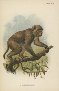 Il Macaco di San Giovanni da English School