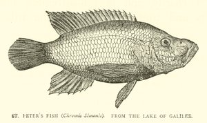 Pesce di San Pietro (Chromis Simonis), dal Lago di Galilea da English School