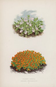 Stachys Corsica; Nertera Scapanioides da English School