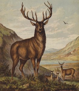 Cervo