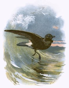 Uccello delle tempeste da English School