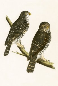 Strix Pusilla, illustrazione da 