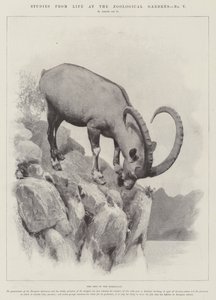 Studi dal vivo ai Giardini Zoologici (incisione) da English School