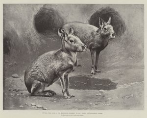 Studi dal vivo ai Giardini Zoologici, Maras, o cavie patagoniche (litografia)