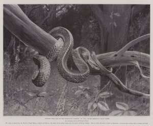 Studi dal vivo ai Giardini Zoologici, serpente corallo sudamericano (litografia) da English School