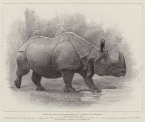 Studi dal vivo ai Giardini Zoologici, il grande rinoceronte indiano (litografia) da English School