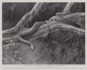 Studi dal vivo ai Giardini Zoologici, la casa del serpente arboricolo plumbeo (litografia) da English School