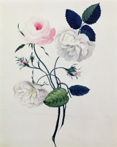 Studio di rose bianche e rosa, c.1820