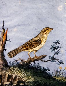 Studio di un uccello, c.1800 da English School