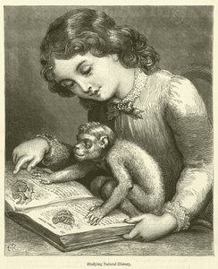 Studio della storia naturale (incisione)