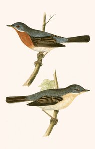Sterpazzola subalpina, illustrazione da 
