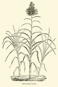 Canna da zucchero da English School