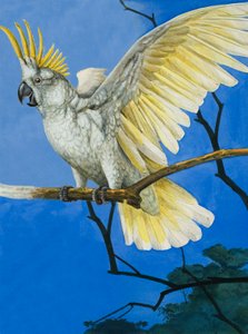 Cacatua crestato di zolfo