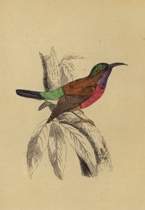 Uccello del Sole
