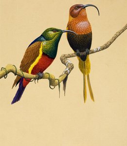 Uccelli del sole (guazzo su carta)