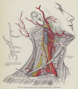 Anatomia chirurgica delle arterie del collo, lato destro da English School
