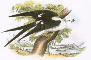 Nibbio coda forcuta