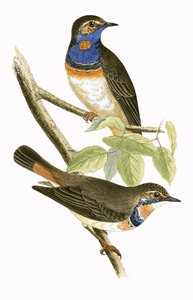 Passera svedese dalla gola blu, illustrazione da 