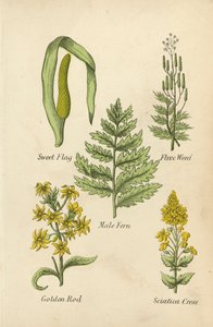 Calamo Aromatico, Erba di Flusso, Felce Maschio, Verga d
