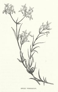 Asperula Odorosa (incisione) da English School