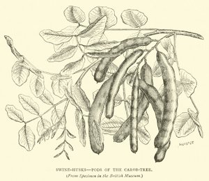 Baccelli di carrubo da English School