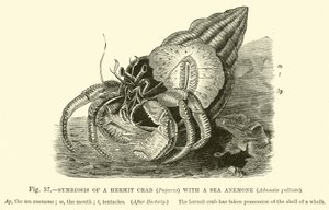 Simbiosi di un paguro (Pagurus) con un