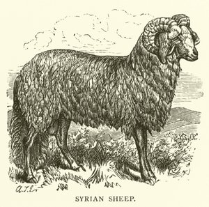 Pecore siriane