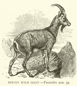 Capra selvatica siriana, Proverbi, xxx, 31 da English School