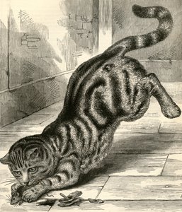 Gatto Soriano che Salta su un Topo da English School