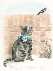 Gatto tigrato che osserva un fringuello sul muro