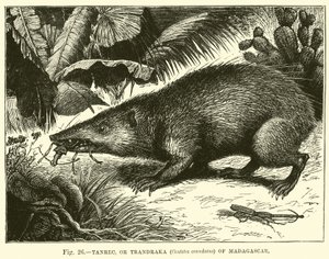 Tanrec, o Trandraka (Centetes ecaudatus) del Madagascar da English School