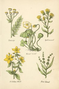Tanaceto, Spikenard, Acetosella, Erba di San Giovanni, Bur Reed da English School
