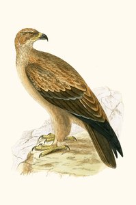 Aquila fulva, illustrazione da 