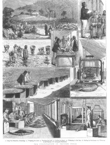 Coltivazione del tè in India Britannica, 1876 da English School