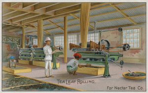 Rotolamento delle foglie di tè, per Nectar Tea Co, carta commerciale da English School