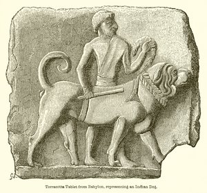 Tavoletta di Terracotta da Babilonia, Rappresentante un Cane Indiano da English School